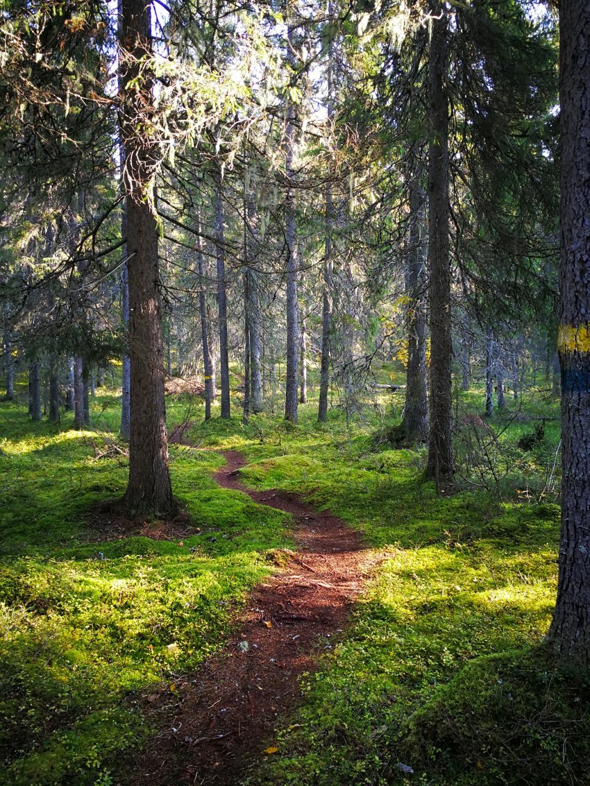 Vaikuta Paltamon kunnan hyvinvointisuunnitelman laadintaan – vastaa kyselyyn!