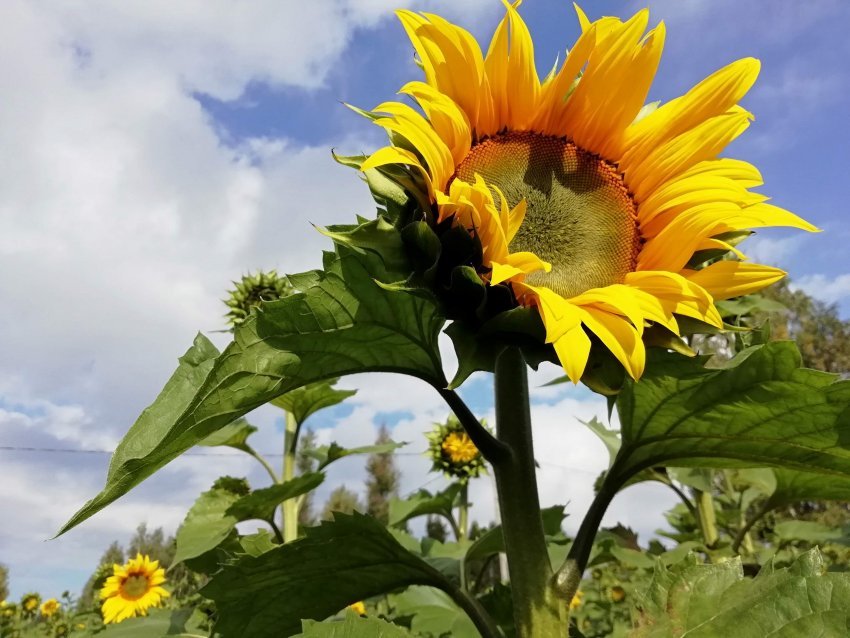 MTK Paltamo kampanjoi auringonkukkia Härkölänpellolle ja kotipihoille