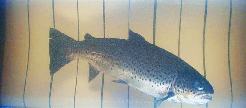 Kalasydän-kalatien avulla 19 uhanalaista järvitaimenta ohitti Leppikosken voimalaitoksen