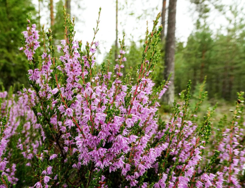 Tänä vuonna maakuntajuhlaa vietetään Kuhmossa!