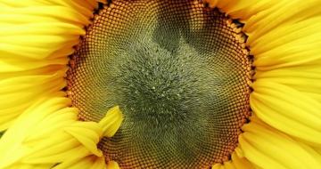 Paltamon kesätapahtumat